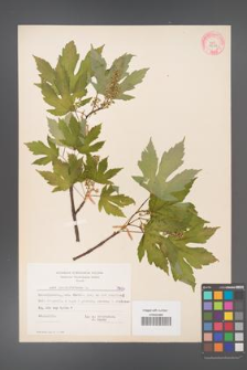 Acer pseudoplatanus [KOR 7586]