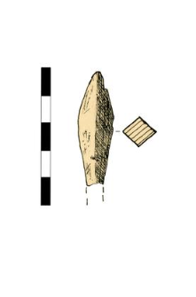 Bolthead, leaf fragment