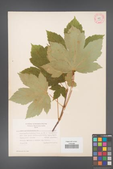 Acer pseudoplatanus [KOR 7961]