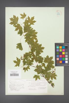 Acer campestre [KOR 38889]