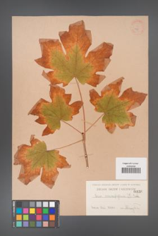 Acer macrophyllum [KOR 156]