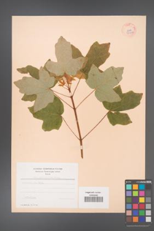 Acer macrophyllum [KOR 37906]