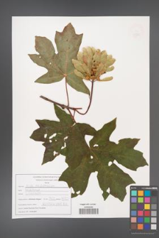 Acer macrophyllum [KOR 47592]