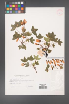 Acer monspessulanum [KOR 32981]