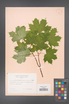 Acer platanoides [KOR 7428]