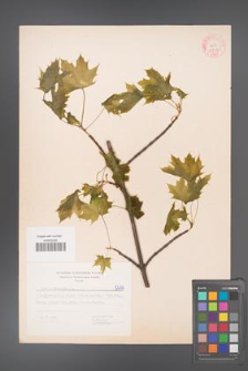 Acer platanoides [KOR 5719]