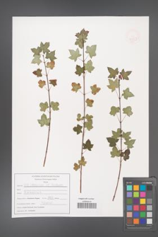 Acer cappadocicum [KOR 47553]