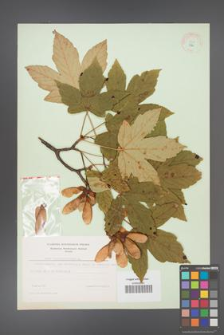 Acer pseudoplatanus [KOR 8970]