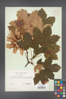 Acer pseudoplatanus [KOR 8986]