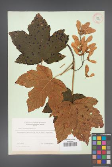 Acer pseudoplatanus [KOR 9028]