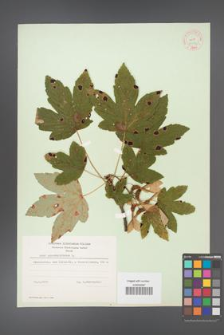 Acer pseudoplatanus [KOR 9012]
