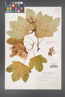 Acer pseudoplatanus [KOR 8993]