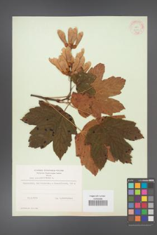 Acer pseudoplatanus [KOR 9011]