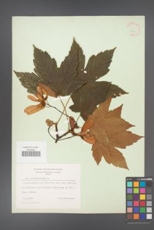 Acer pseudoplatanus [KOR 9016]