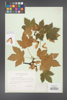 Acer pseudoplatanus [KOR 9015]
