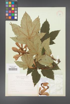 Acer pseudoplatanus [KOR 8983]