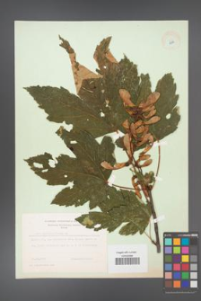 Acer pseudoplatanus [KOR 8984]