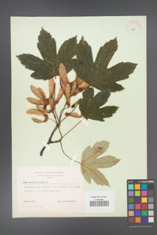 Acer pseudoplatanus [KOR 8985]