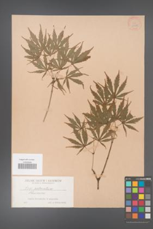 Acer palmatum [KOR 33478]