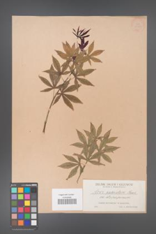 Acer palmatum [KOR 33479]