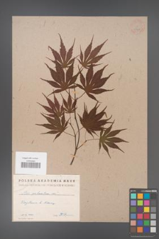Acer palmatum [KOR 33462]