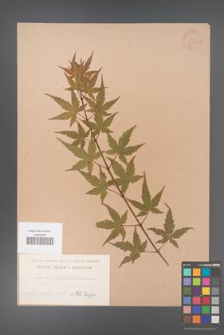 Acer palmatum [KOR 33465]