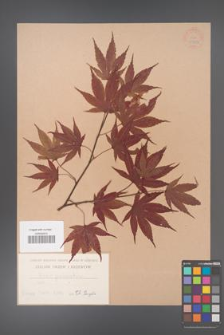 Acer palmatum [KOR 33469]