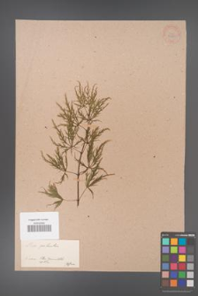 Acer palmatum [KOR 33473]
