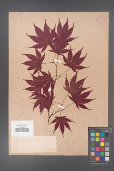 Acer palmatum [KOR 33491]