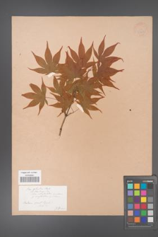 Acer palmatum [KOR 33492]