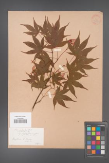 Acer palmatum [KOR 33493]