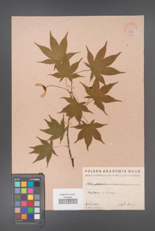 Acer palmatum [KOR 33485]