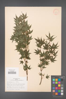Acer palmatum [KOR 33499]
