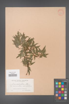 Acer palmatum [KOR 33505]