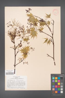 Acer palmatum [KOR 33503]
