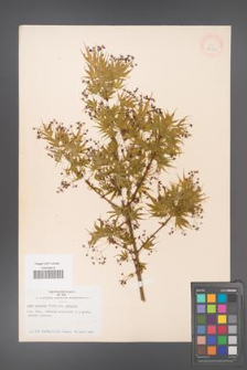 Acer palmatum [KOR 33500]