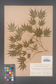 Acer palmatum [KOR 33511]