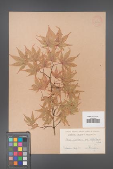 Acer palmatum [KOR 33517]