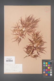 Acer palmatum [KOR 33514]