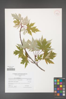 Acer saccharinum [KOR 40966]