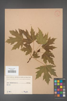 Acer saccharinum [KOR 244]