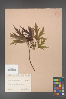 Acer saccharinum [KOR 242]