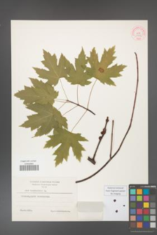 Acer saccharinum [KOR 33626]