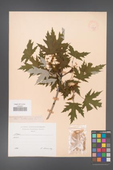 Acer saccharinum [KOR 47426]