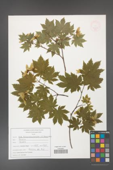 Acer pseudosieboldianum [KOR 47551]