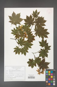 Acer pseudosieboldianum [KOR 47588]