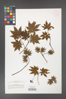 Acer pseudosieboldianum [KOR 42971]