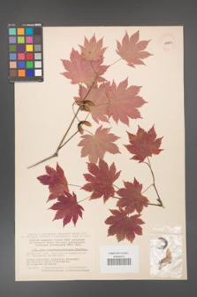 Acer pseudosieboldianum [KOR 11455a]