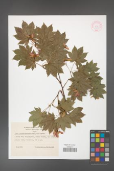Acer pseudo-sieboldianum [KOR 44079]
