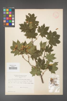 Acer pseudo-sieboldianum [KOR 11541]